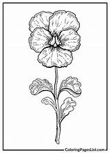 Pansy Coloring Pages 20 Free PDF Printables  List sketch template