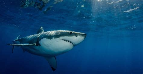 Where Do Great White Sharks Live? Explore Their Habitat and Range in ...