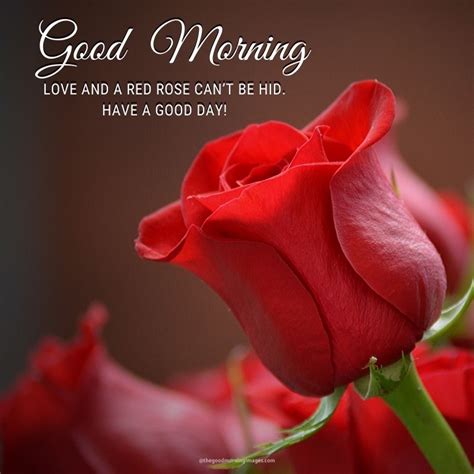 Images Of Good Morning With Roses