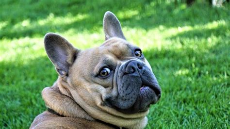 The French Bulldog Personality, Revealed: Are They Really Crazy?