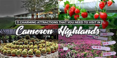 11 Charming Attractions That You Need to Visit in Cameron Highlands - KL NOW