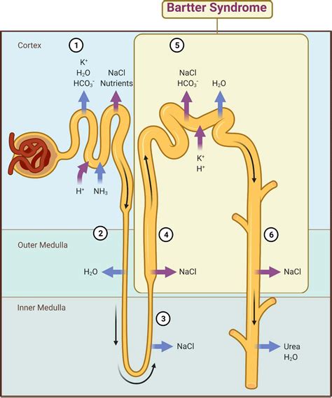 Frontiers | Genetic Heterogeneity in Bartter Syndrome: Clinical and ...