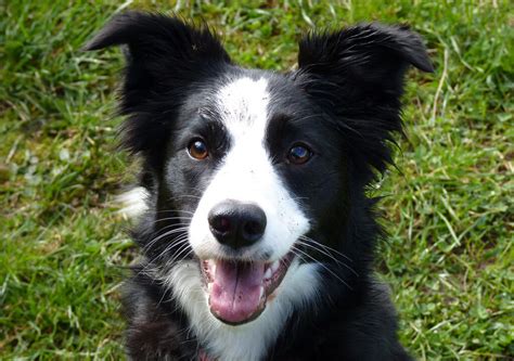 Irish National Sheep Dog Trials on this week - Agriland.ie