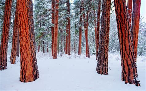 Wallpaper : trees, nature, snow, winter, wood, branch, spruce, fir, conifer, tree, autumn ...