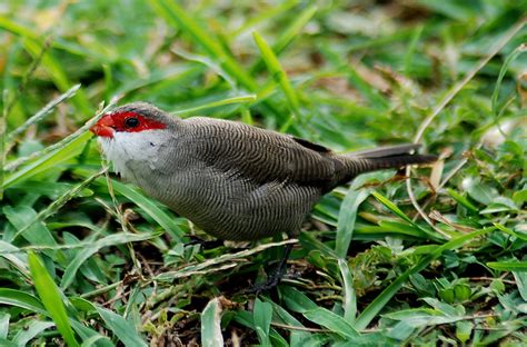 Common Waxbill | Oahu, Hawaii | Collin Vassallo | Flickr