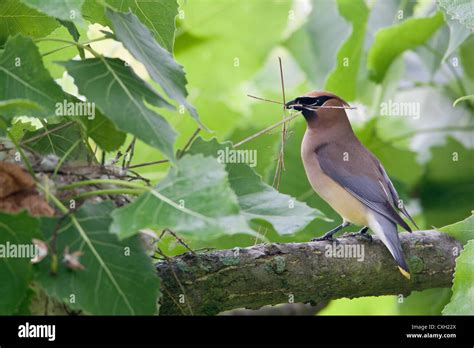 Cedar Waxwing bird songbird perching with Nest Material Stock Photo - Alamy