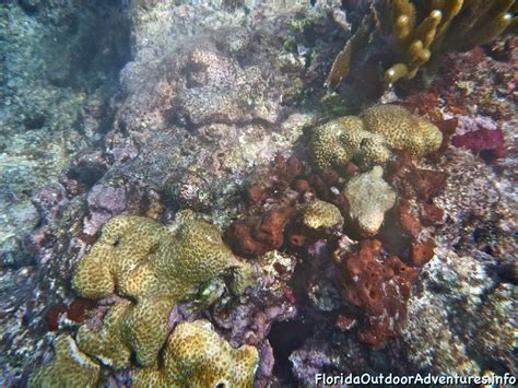 Sombrero Lighthouse Reef Snorkel In Calm Seas – Florida Snorkeling ...