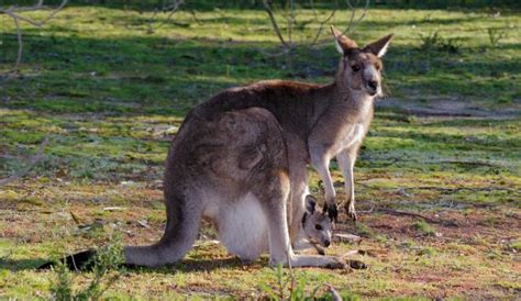 Eastern Grey Kangaroo | Biodiversity of the Western Volcanic Plains