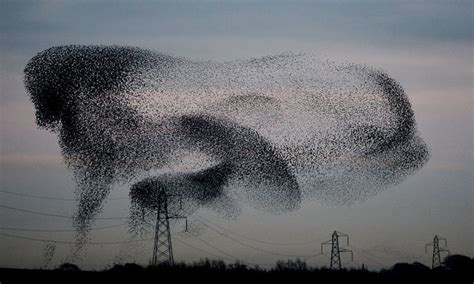 Starling murmuration season - in pictures | Estornino, Sturnidae, Pajaros