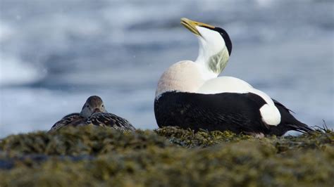 Eider ducks 'not protected' by Northumberland conservation zone - BBC News