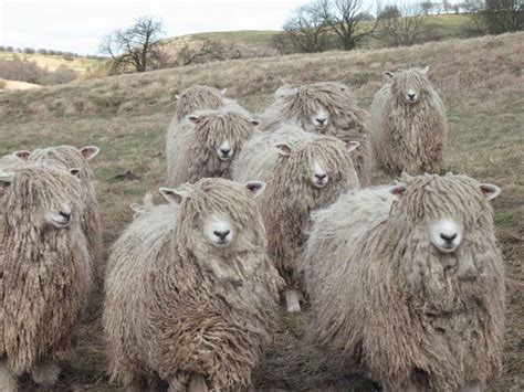 Pin by Regina Bornefeld on Counting Sheep | Sheep breeds, Rare breed, Lincoln sheep