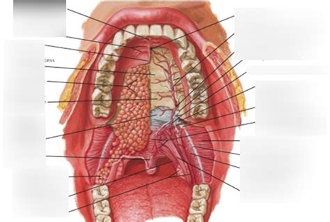 Muscles of the Oral Cavity 2 Diagram | Quizlet