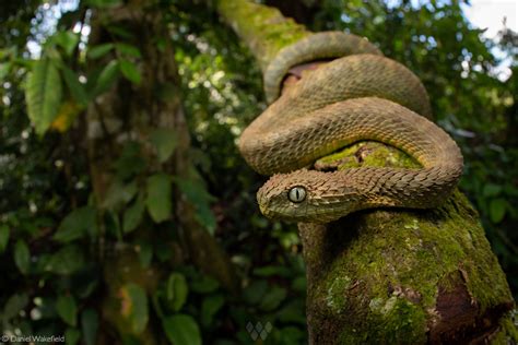 A leaf viper (Atheris squamigera) in its rainforest habitat in the Central Region of Uganda ...