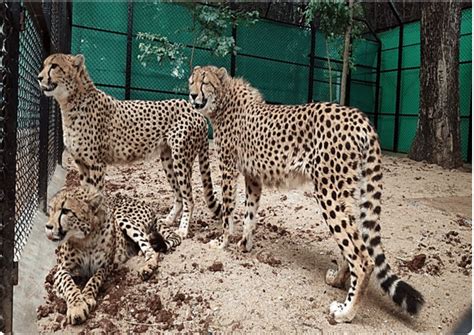 8 African cheetahs to revive India’s extinct species will be ...