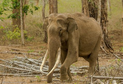 The Heaviest and Largest Elephant Tusks