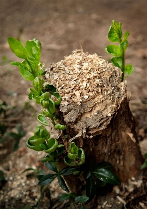 How to Stop Tree Stumps from Sprouting: 7 Ways - EatHappyProject