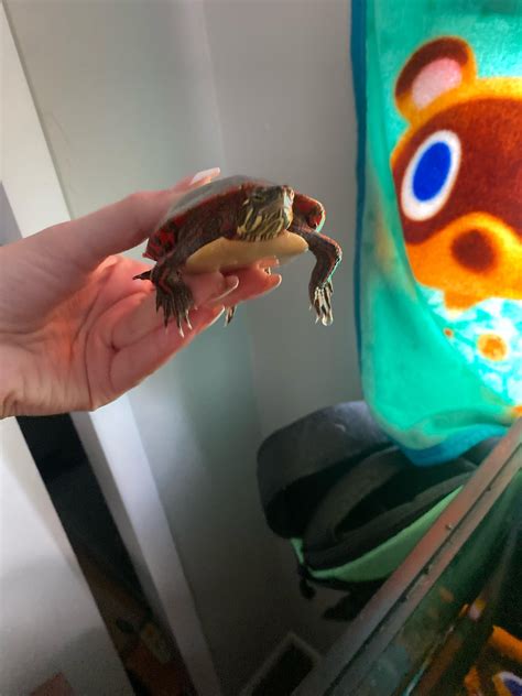 is my aquarium size OK?? : r/turtles