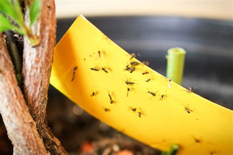 How to Get Rid of Fungus Gnats Effectively (Complete Guide)