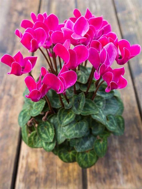 Cyclamen Flowering Houseplants Fragrant Flowers, Delicate Flower, Large Flowers, Pink Flowers ...