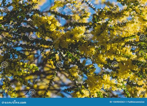 Native Australian Wattle Tree about To Bloom Stock Image - Image of ...