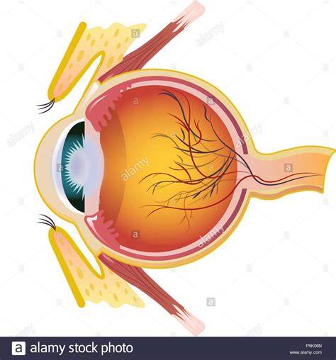 Cross section of an eyeball Stock Vector Images - Alamy