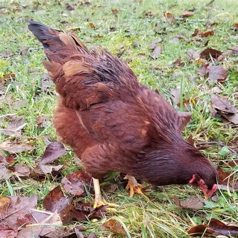 Buckeye Chicken: Eggs, Height, Size and Raising Tips