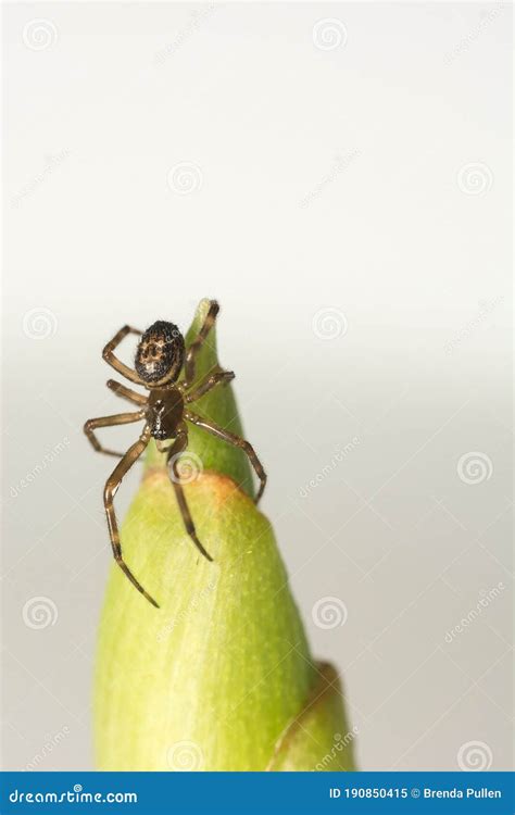 Steatoda Spider Man