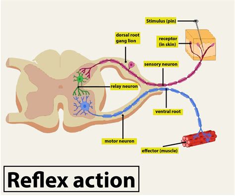 The diagram given below shows the internal structure of the spinal cord, depicting a phenomenon ...