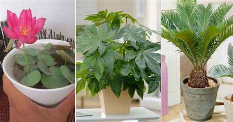 16 Beautiful Japanese Indoor Plants | Balcony Garden Web