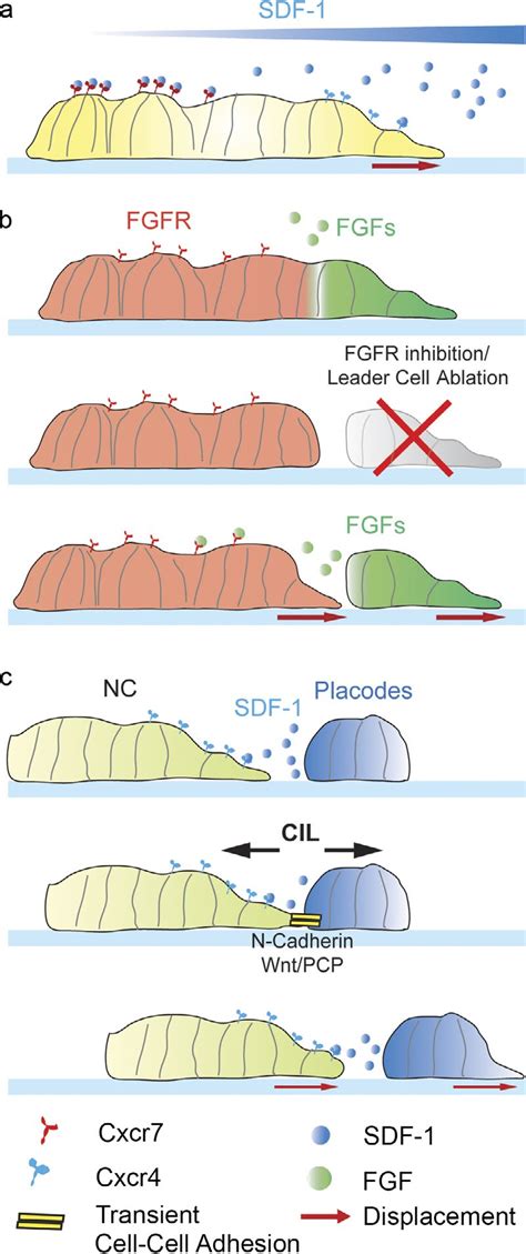 Strategies to create chemoattractant gradients. (a) Lateral view of the ...