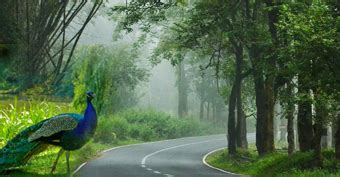 Discover Wayanad, Kerala: A Paradise for Nature Lovers