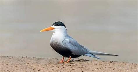 Black-bellied tern | Birds of India | Bird World