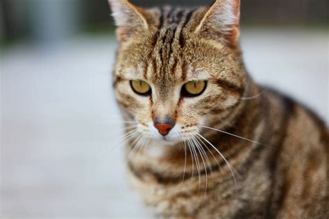 Gestreifte Katzen Bilder » Bilddatenbank » Stockfotos