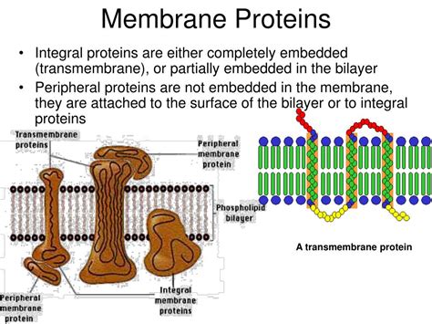 PPT - Membrane Structure and Function PowerPoint Presentation, free download - ID:825867