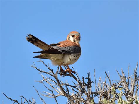 American Kestrel Nesting Boxes – FoHVOS.org