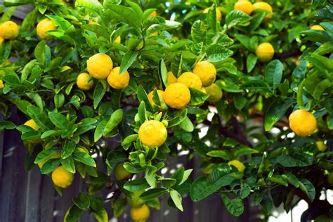 Exotic Fruit Trees: Meyer Lemon Fruit Tree