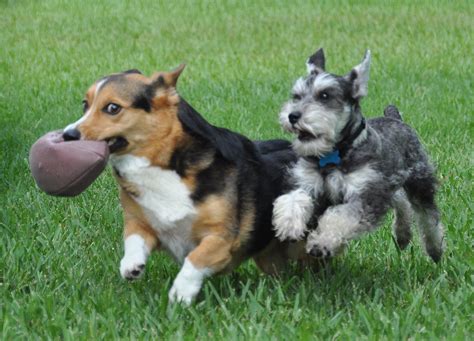 Forget the Puppy Bowl—These 5 Talented Dogs Deserve Their Own Halftime ...