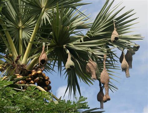 Asian palmyra palm/sugar palm/toddy palm (tal/taal) fruit in clusters ...