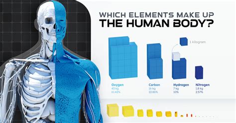 10 what are the four elements that make up over 95 percent of the body in most organisms Ideas ...