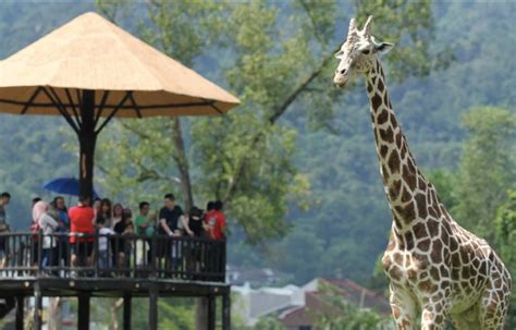 Malaysia’s National Zoo is not earning enough. Here's why. - Culture