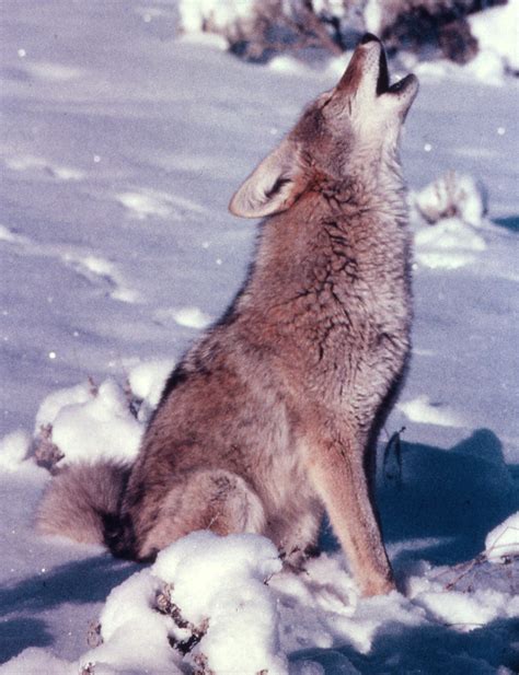 Late-Season Coyote Hunting: Understanding the Challenge Howl