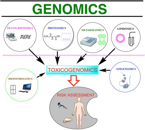 Perspectives on the Use of Toxicogenomics to Assess Environmental Risk