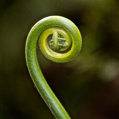 Leaving Ecuador | Fibonacci spiral, Fibonacci spiral nature, Geometry ...