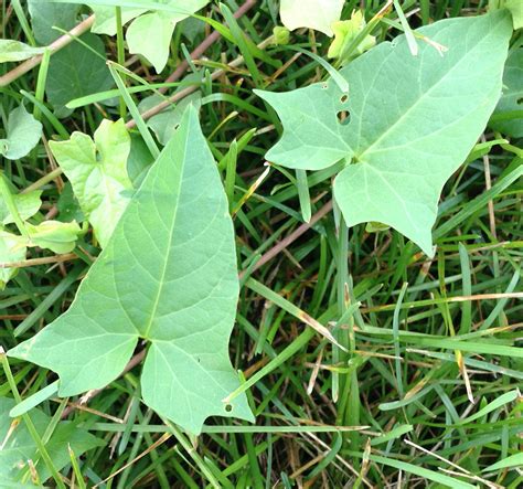 Hedge Bindweed | Weed identification guide for Ontario crops | ontario.ca