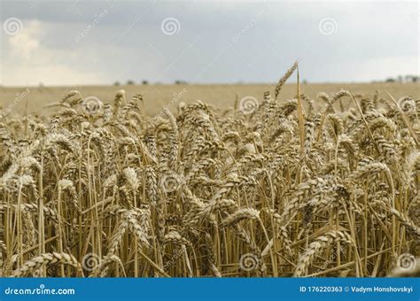 Ripe Wheat Ready for Harvest Stock Image - Image of grow, goldish: 176220363