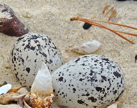 bricbracblog: Hooded Plover eggs