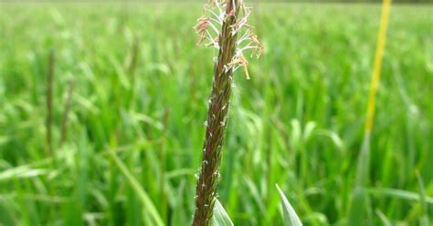 FAR Research | Black grass detection