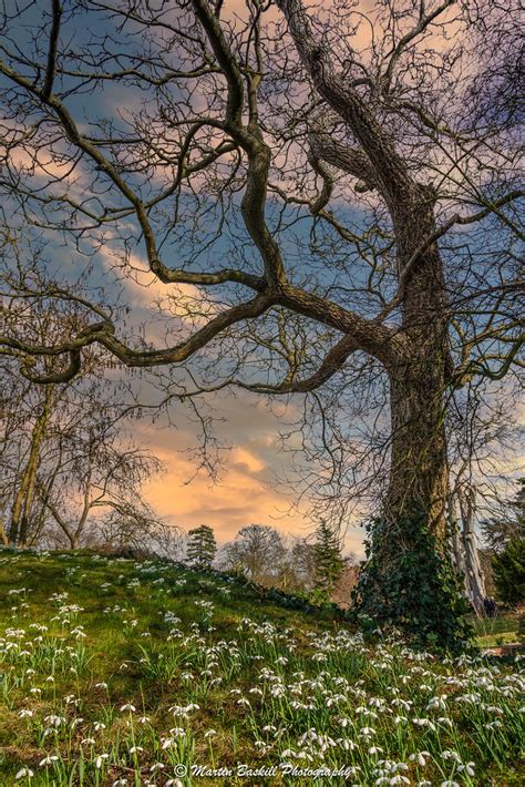 Snowdrops at Hodsock Priory | Looking forward to Spring | Flickr