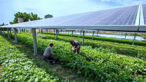 Understanding What is Solar Agrivoltaics & Applications for Southern Africa - Zero Point Energy