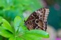Free Stock Photo 6256 Brown butterfly with closed wings | freeimageslive
